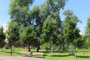 Obraz premium green trees in the park