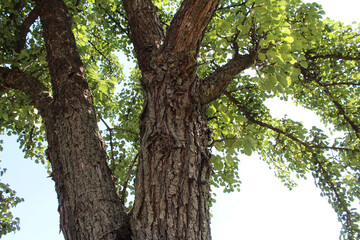 Fototapeta premium wild pear tree with green leaves