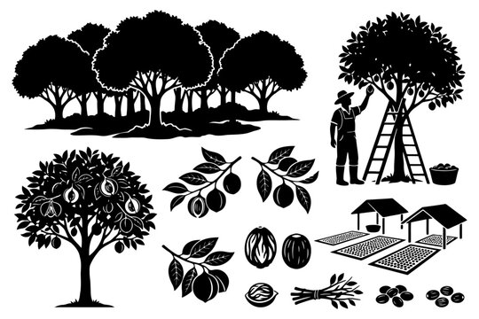 Silhouette of nut harvesting scene with trees and farmer.