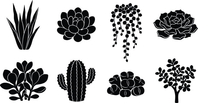 Set of succulent and cactus vector silhouettes featuring houseplant varieties like echeveria string of pearls and lithops