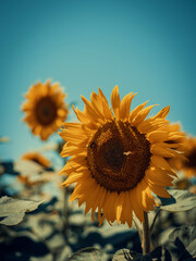 Fototapeta premium Close-up of beautiful yellow sunflowers blooming in a vast summer meadow, captured from a low angle against a clear blue sky. Cinematic vintage aesthetic with warm golden hour tones.