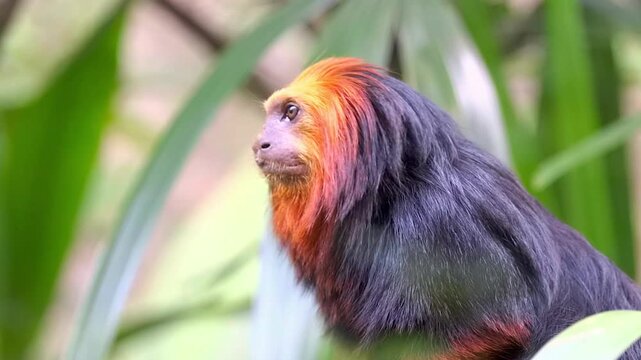 Golden lion tamarin monkey perched in lush green foliage.