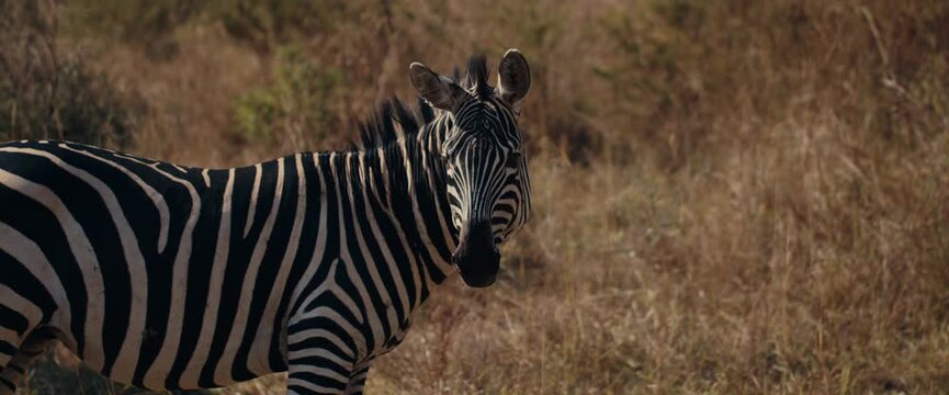 zebra in the wild