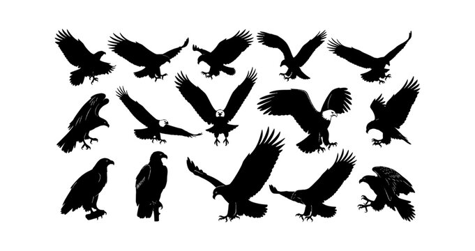 Set of black silhouettes of eagles in different flying and sitting poses isolated on transparent background, Vector