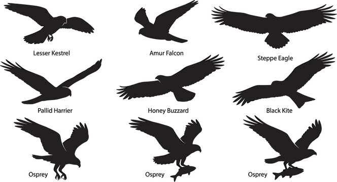 Birds Of Prey In Flight Silhouette Set Featuring Eagle Falcon Harrier Buzzard Kite And Osprey Hunting Fish