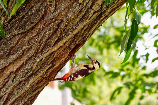 Spotted woodpecker bird on a tree trunk in forest