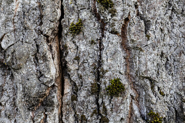 Fototapeta premium bark of an old aspen tree, texture of old aspen bark. bark background.