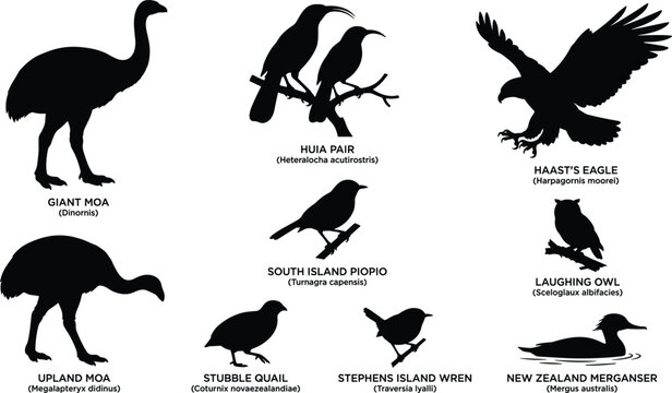 Extinct New Zealand Birds Silhouette Set Featuring Giant Moa Haast Eagle Huia Pair And Laughing Owl Profiles