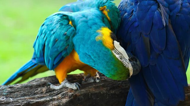 Two blue and yellow macaws grooming each other on branch close up shot.