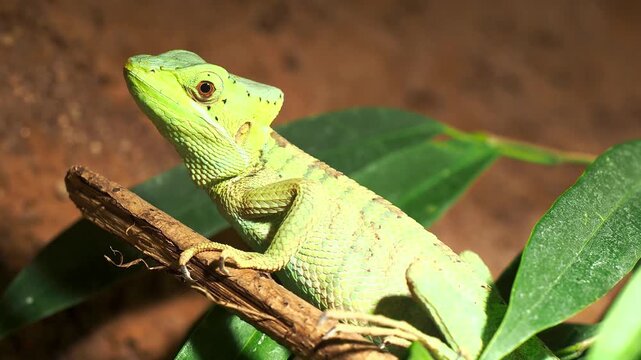 Close up portrait of vibrant green basilisk lizard perched on branches.