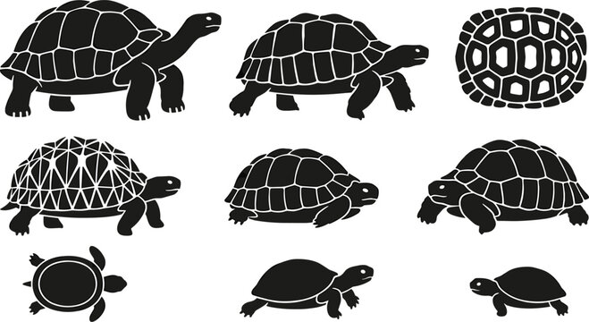 Land Tortoise And Sea Turtle Silhouette Icon Set Featuring Galapagos Giant Tortoise Shell Patterns And Hatchling Poses