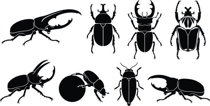 Large Beetles Silhouette Icon Set Featuring Hercules Beetle Stag Beetle Goliath Beetle And Dung Beetle