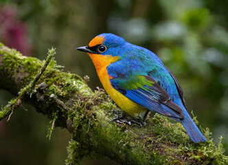 Fototapeta premium Vibrant blue and orange bird perched on mossy branch