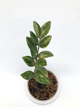 High angle view of a rare Zamioculcas zamiifolia variegata plant in a white pot