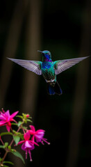 Naklejka premium Iridescent hummingbird with spread wings hovers near pink fuchsia flower, symbolizing nature's delicate beauty and rapid motion