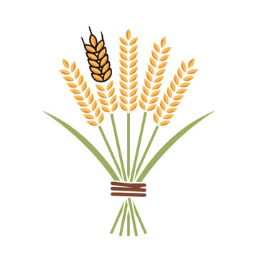 Flat illustration of a wheat bundle tied with twine