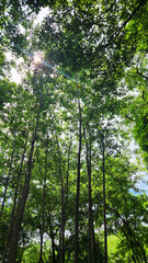 Fototapeta premium Sunlight Filtering Through Green Trees