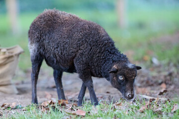 A black ouessant sheep with distinctive eyes and curly fleece peacefully grazes on green grass in a natural outdoor setting, showcasing rural animal life. © erwin
