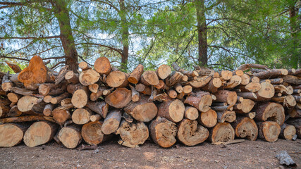 Neatly stacked pile of harvested pine timber logs in a sunny forest clearing © Veronika