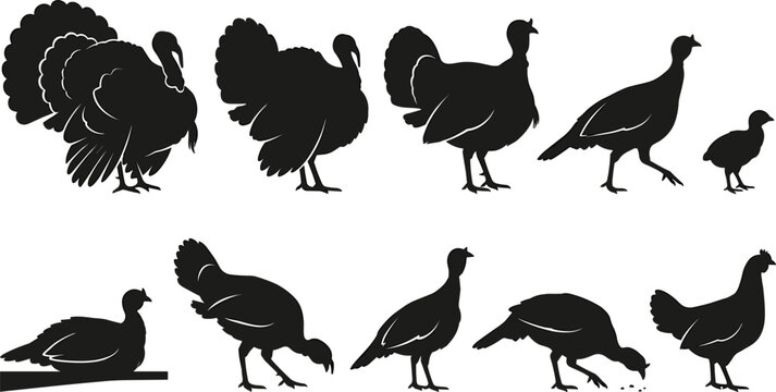 Wild Turkey Silhouette Icon Set Featuring Farm Gamebirds In Various Standing Walking Feeding And Poult Poses