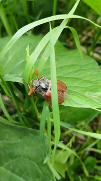 May beetle climbs green leaves in garden, Large Melolontha beetle on plant close-up