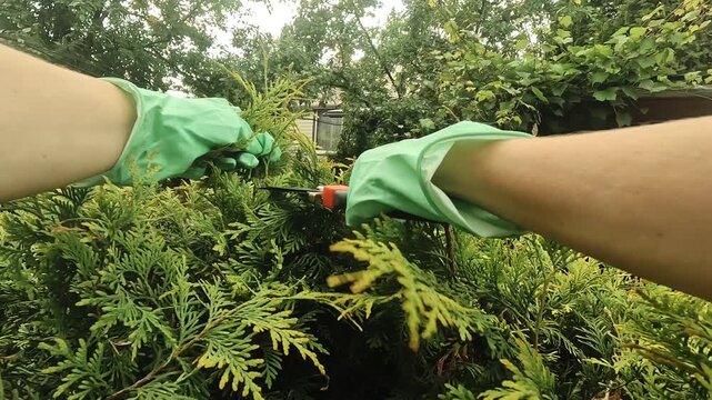 Gardener pruning branches of thuja plant with garden scissors. POV. Landscaping, tending to plants. Gardening concept.