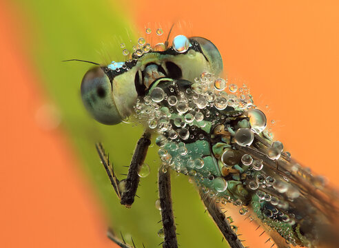 a dragonfly insect on a stick