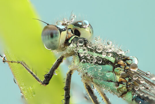 a dragonfly insect on a stick