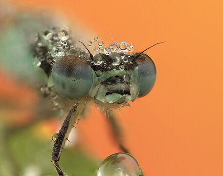 a dragonfly insect on a stick