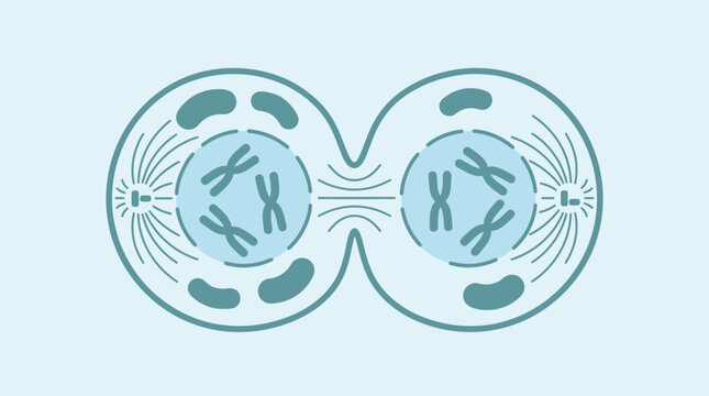Cell division process with chromosomes and organelles in a biological illustration