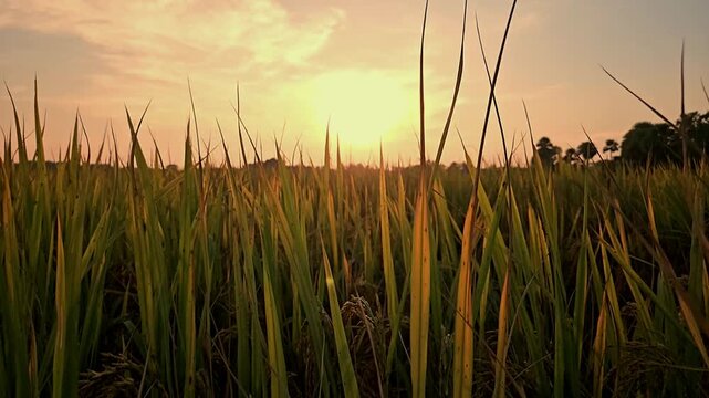 Slow Motion Cinematic footage of a rice paddy field silhouetted against a glowing sunset in rural India. Tall rice plants frame the setting sun beneath dramatic evening sky.