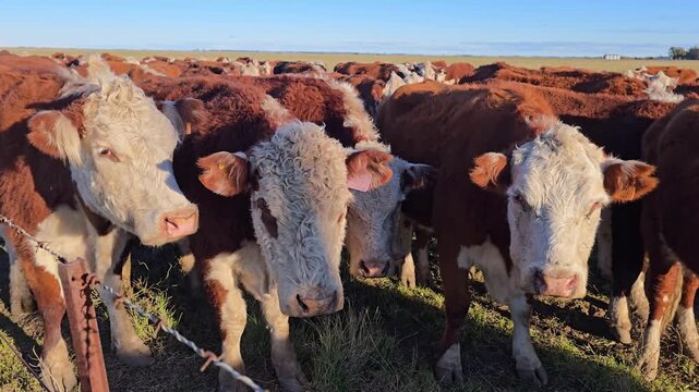 Polled hereford cows standing in a green pasture. 4K
