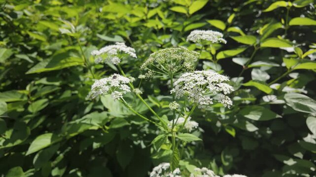 White umbel wildflowers blooming in summer forest edge
