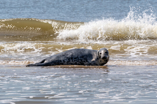 grey seal (Halichoerus grypus) navigating shallow coastal waters in Wijk aan Zee, Netherlands