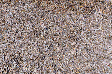 cluster of Atlantic jackknife clam shells and other bivalve shells washed up on the Dutch North Sea coast © Björn Wylezich