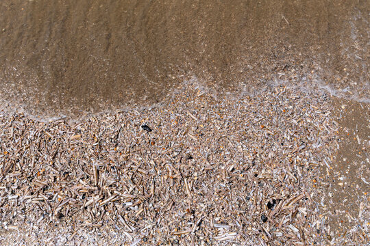cluster of Atlantic jackknife clam shells and other bivalve shells washed up on the Dutch North Sea coast