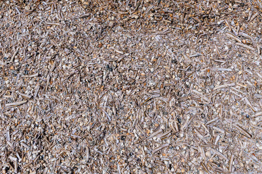 cluster of Atlantic jackknife clam shells and other bivalve shells washed up on the Dutch North Sea coast