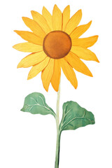 Fototapeta premium PNG Sunflower plant leaf