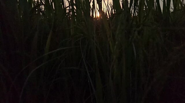Slow Motion Cinematic footage of a rice paddy field silhouetted against a glowing sunset in rural India. Tall rice plants frame the setting sun beneath dramatic evening sky.