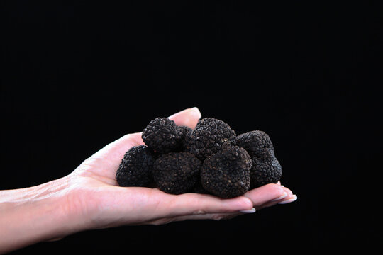 Truffle mushroom. Handful of black truffles in hands of woman. An expensive and fragrant delicacy. Photo on black background