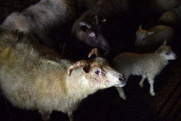 Horned Icelandic ewe standing with small lambs in a dark shelter © salajean