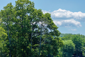 Fototapeta premium trees and blue sky