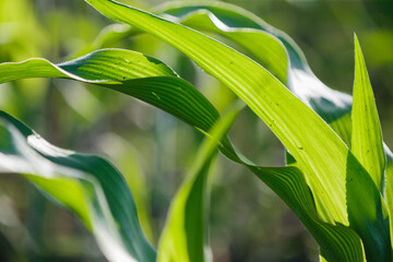 Green corn leaves backlit by sunlight growing in a garden © Iryna