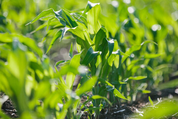 Fototapeta premium Young corn plants growing in sunny agricultural field