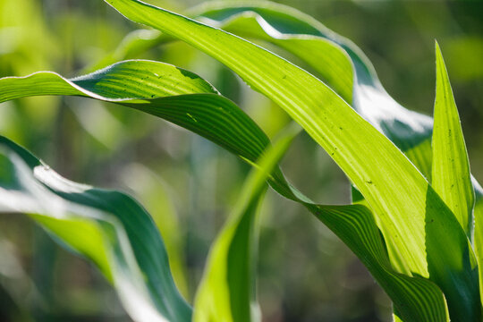 Green corn leaves backlit by sunlight growing in a garden
