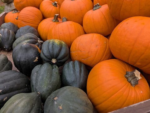 Close-up of various pumpkins lying at the market