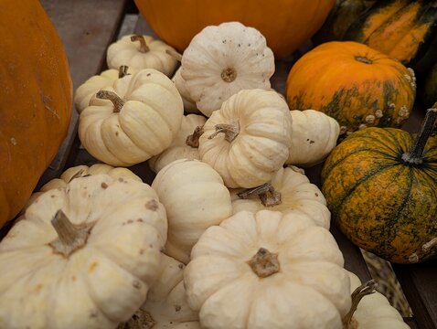 Close-up of various pumpkins lying at the market