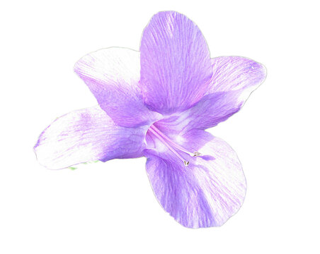 Light Violet Ruellia Wild Petunia Bloom Isolated on Black Background