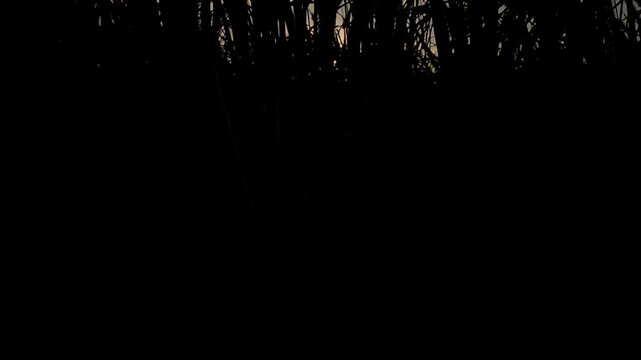 Slow Motion Cinematic footage of a rice paddy field silhouetted against a glowing sunset in rural India. Tall rice plants frame the setting sun beneath dramatic evening sky.