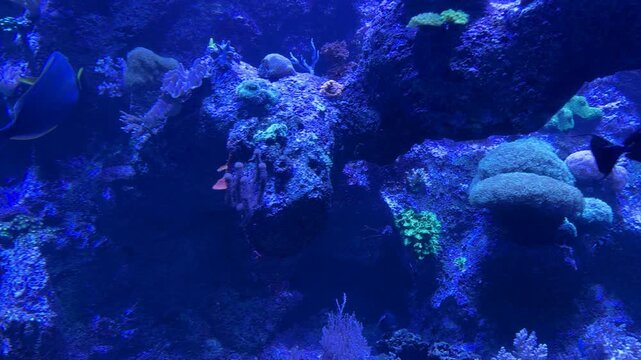 Tropical reef fish including foxface rabbitfish Siganus vulpinus and yellowtail tang Zebrasoma xanthurum swimming among coral reef habitat. Marine species native to Indo Pacific coral ecosystems and r